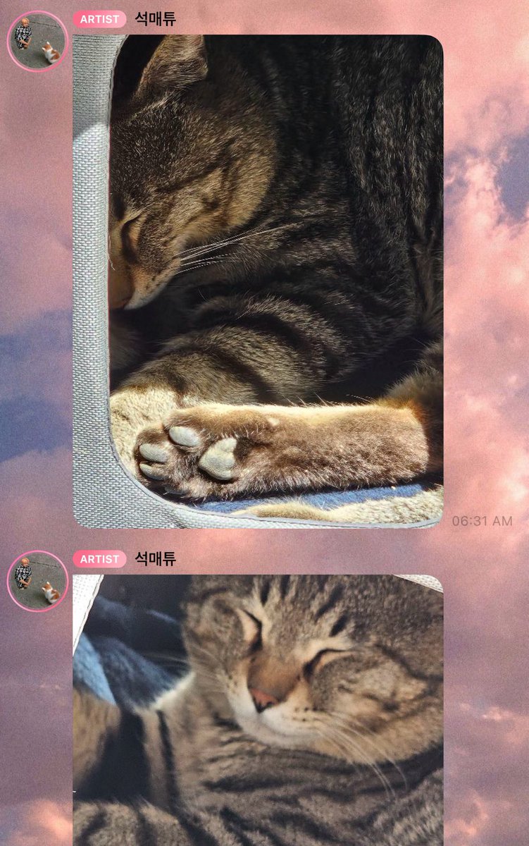 matthew said he asked the cat for permission before sending these pics😭 ofc he didn’t have any problem communicating with the cat because he is a cat himself