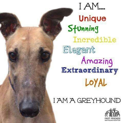 #forgottensoulshour
This month is Adopt a Greyhound month. There are many in the Forgotten Souls lineup.