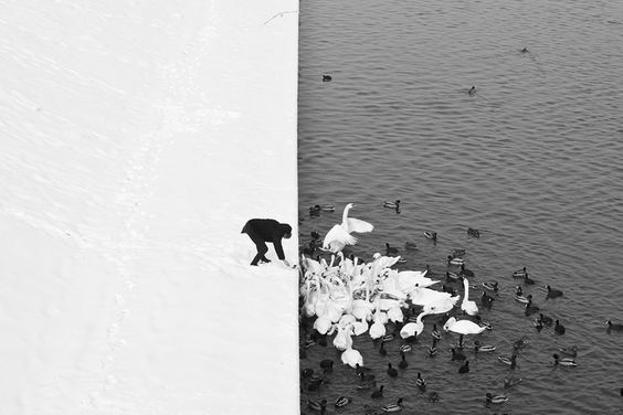 Marcin Ryczek Un hombre alimenta los cisnes en un día nevado