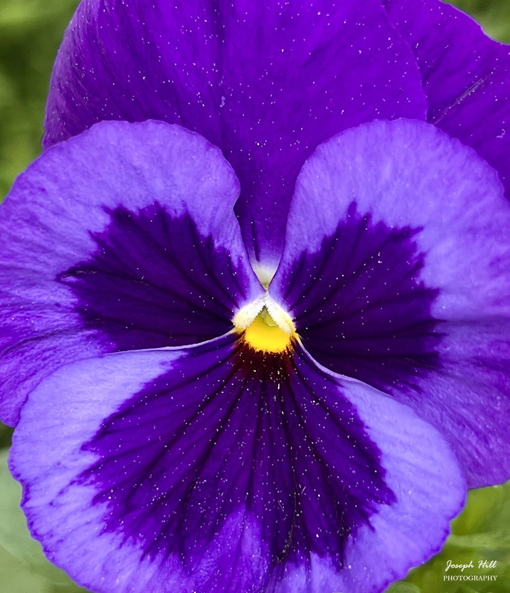 Pansy🌸
Photo By: Joseph Hill🙂📸🌸

#Pansy🌸 #flower #nature #closeup #beautiful #colorful #Peaceful #spring #flowerphotography #SouthernPinesNC #April