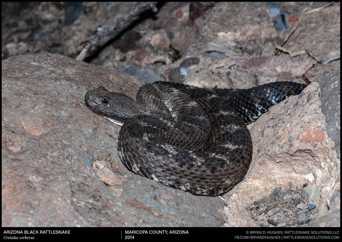 An Arizona Black Rattlesnake in an ambush near an isolated water hole. These are ideal hunting situations, as small mammals frequent the area to get a drink of water. This animal is at this one every year, and I've been visiting it there each year for more than a decade now.
