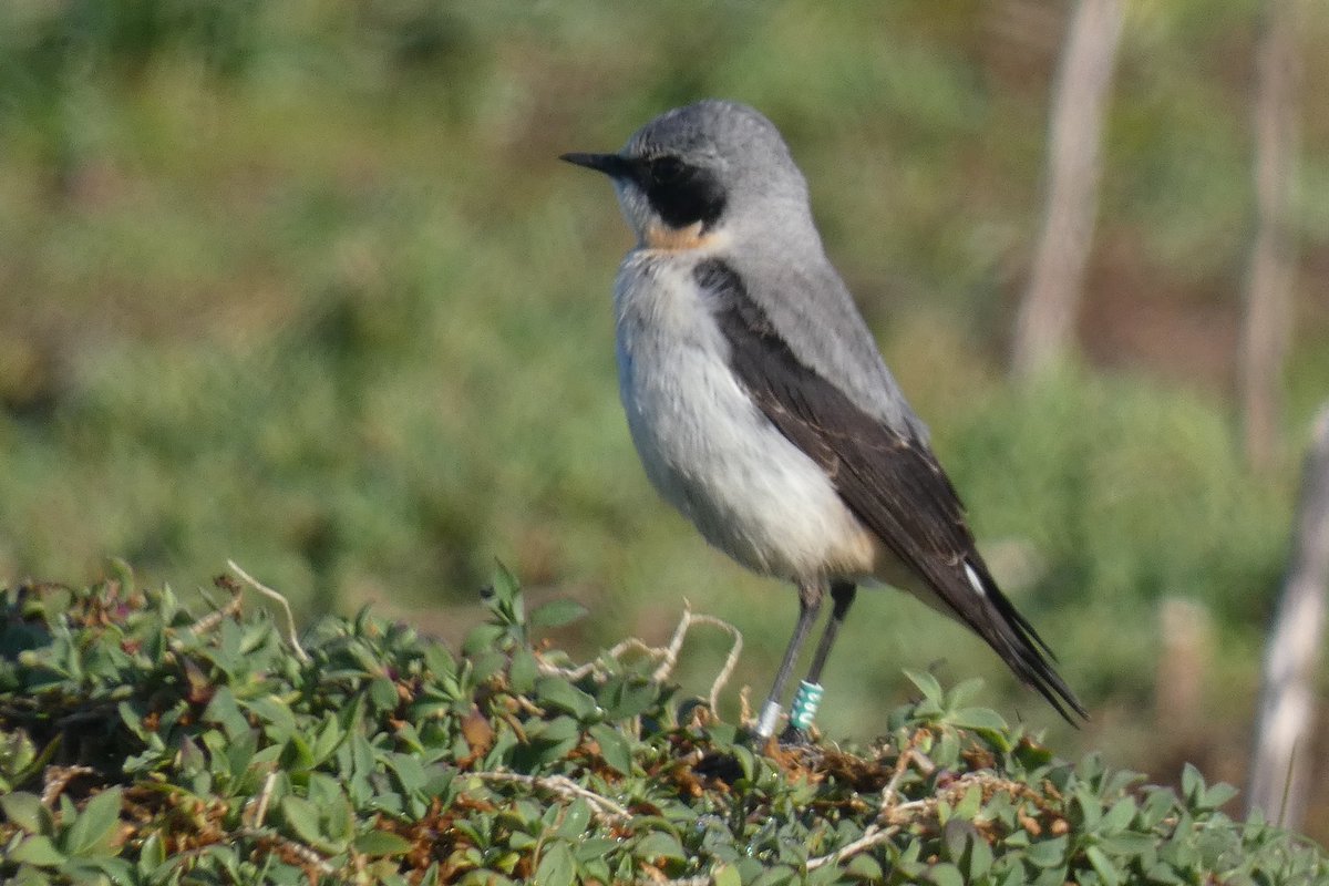 The @SkokholmIsland Wheatears revelled in the early day sun whilst defending their territories - a task made harder by migrant birds passing through. Male D82 was vigorously displaying at Little Bay Point. He was ringed as a youngster in 2022 and bred on The Neck last year.