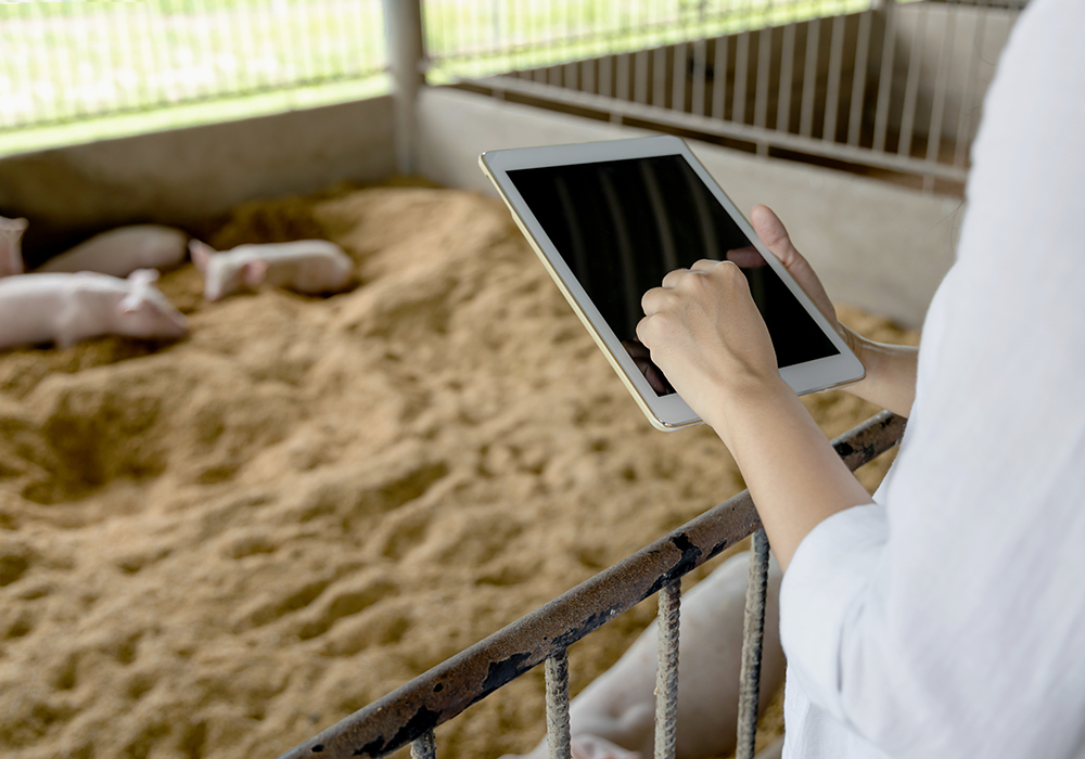 Mobile data in sow barns can lead to better decisions ow.ly/gez850RjkBU #westcdnag #cdnag