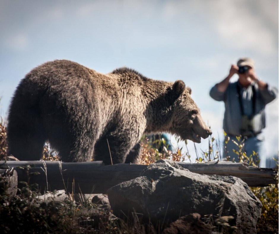 Alex Metcalf's #newresearch highlights how social identities shape our views of #grizzlybears in #Montana, article published in @ConversationUS. #GrizzlyConservation #SocialInfluence @Metcalf_Lab @umontana theconversation.com/grizzly-bear-c…