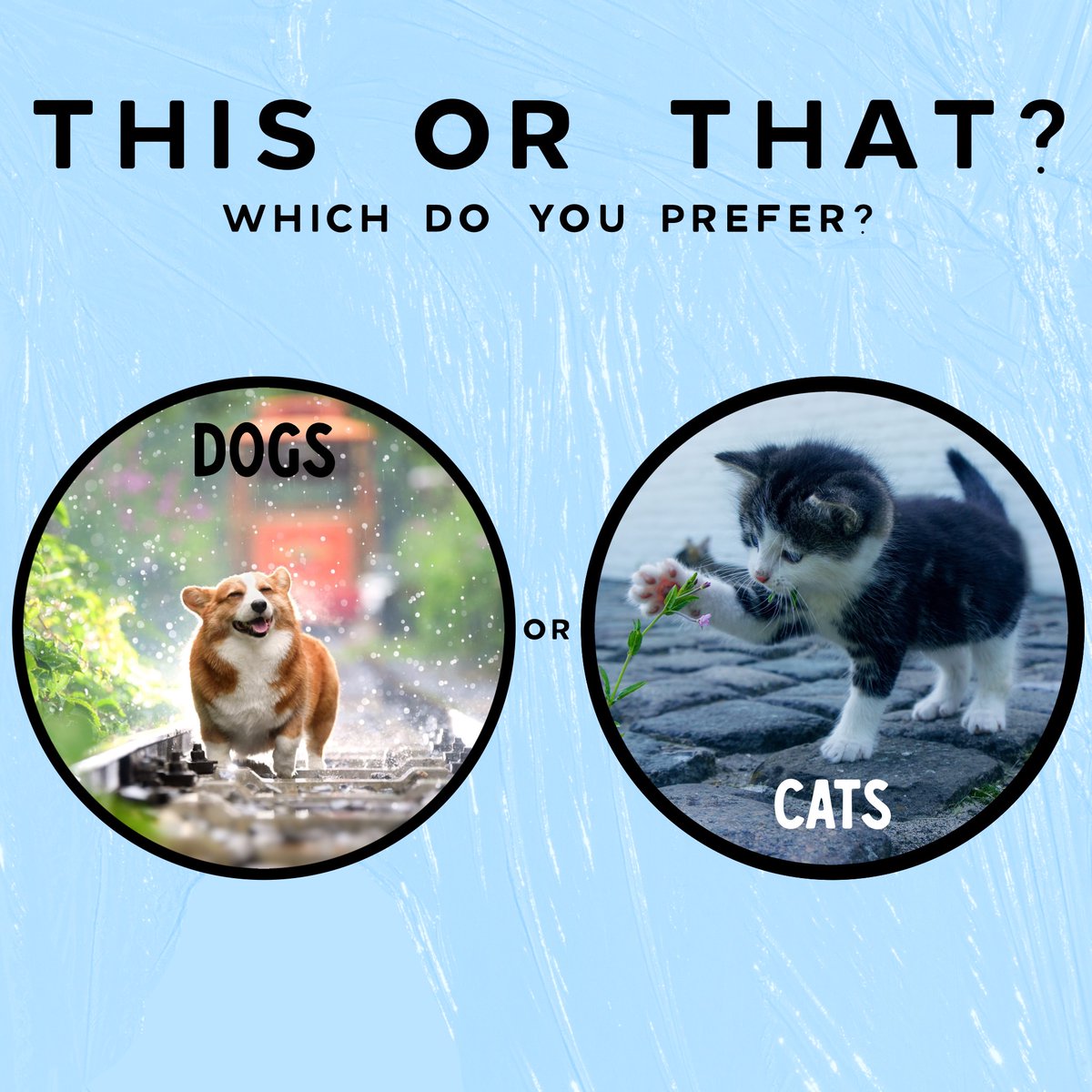 Which do you prefer? Let us know in the comments! #acop #americanconsumeropinion #surveysformoney #thisorthat #dogs #cats #animals #pets #thisorthatquestions