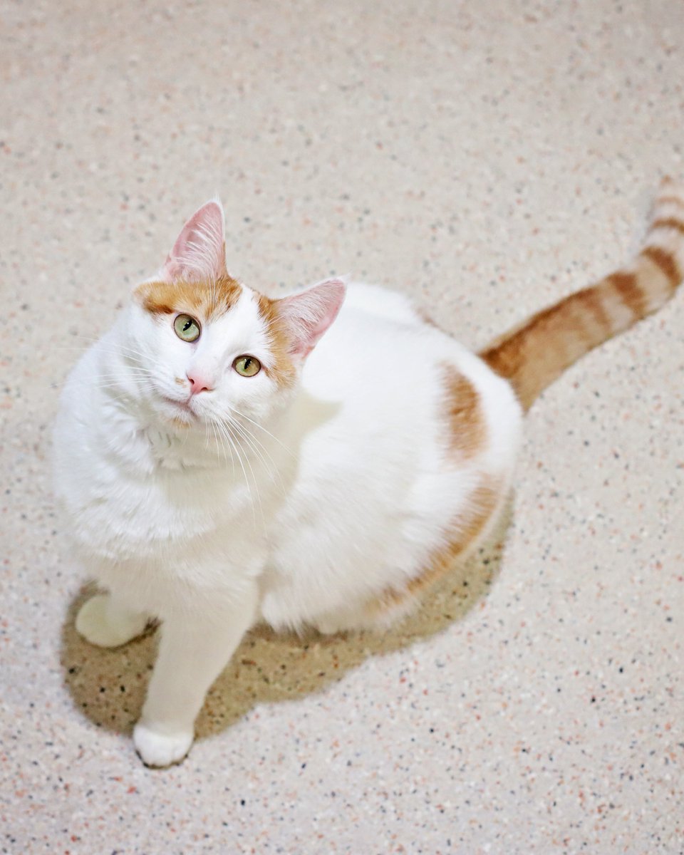 'Sebastian' needed to have a fancy name because he's a fancy cat!🎩 This dapper dude is 2 yrs and 13 lbs of the poshest cuddles you will ever receive🧐 Need more luxury in your life? Our @MountainAmerica Pet of the Week is delighted to accommodate! utahhumane.org/adopt💎