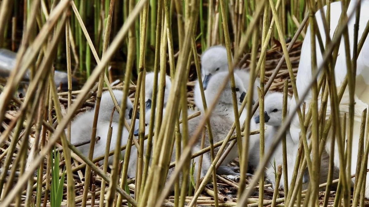 18.04.2024 
THE #SWANWATCHUK DATA FOR MUTE SWAN NEST AND #CYGNETS DATA SO FAR FOR 2024 

5 #CYGNETS 
7 #CYGNETS 
7 #CYGNETS 

19 #CYGNETS SO FAR ! 

#SWANWATCHUK