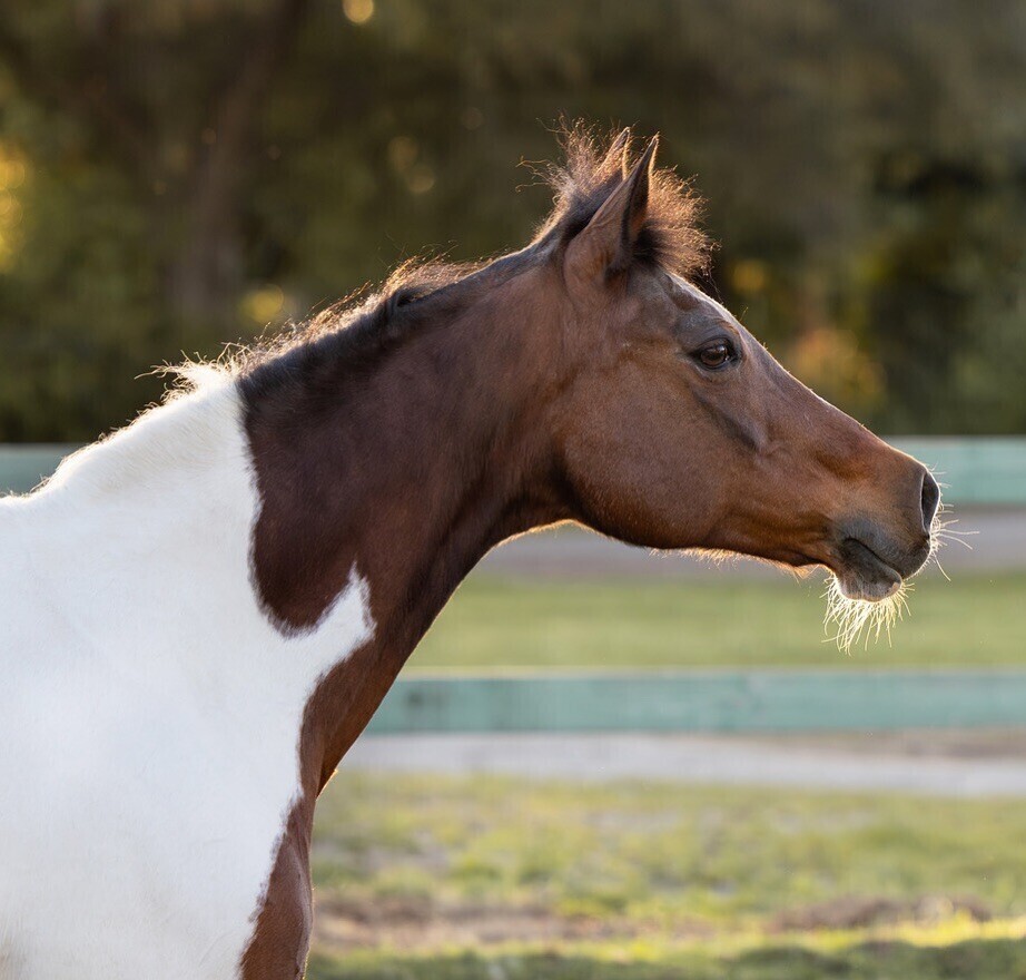 😍😍😍 Photo by @hannahbeebephotography • The warm evenings are coming, I can feel it! ☀️ #equinephotographer #equestrianbusiness #horseportraits instagr.am/p/C56l3ngvB7i/