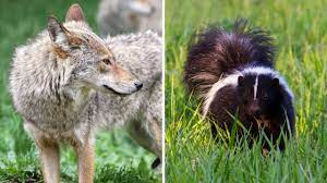 Excited about our new study of coyotes learning about aposematic defenses of skunks in Animal Behaviour, the 1st study on aposematic learning in mammals! In collab with @DrJulieKYoung, we trained captive coyotes to avoid skunk models that sprayed real skunk oil when attacked. 1/6