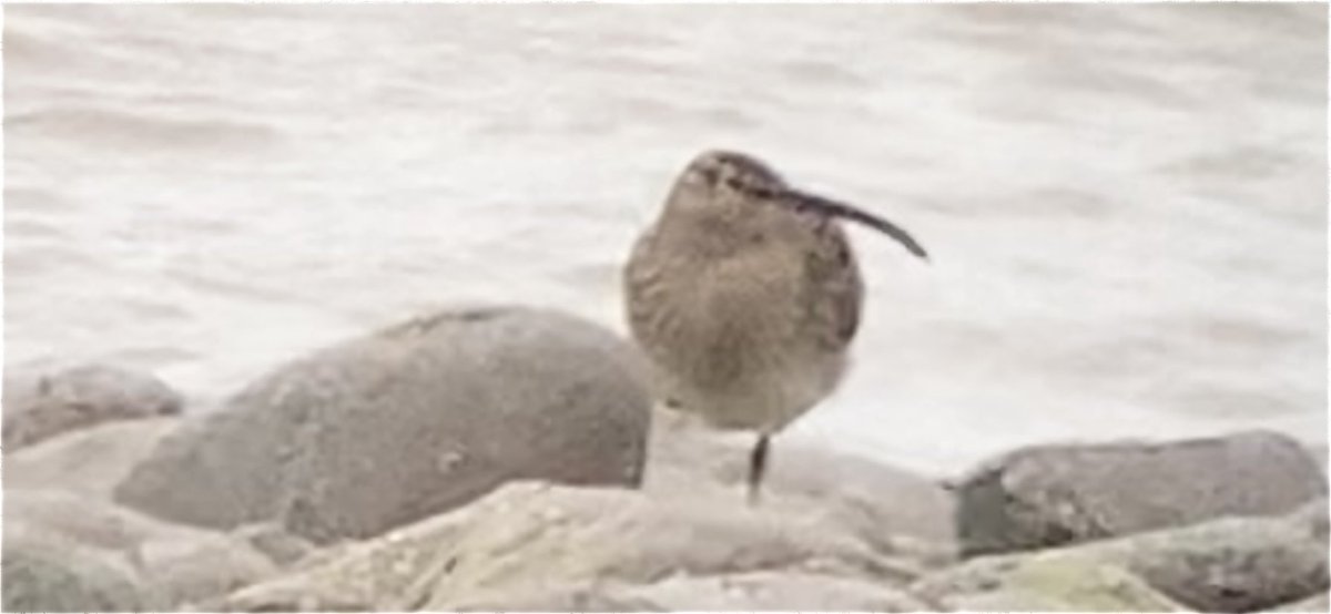 Heavily cropped Whimbrel at Rhos Point Conwy today.