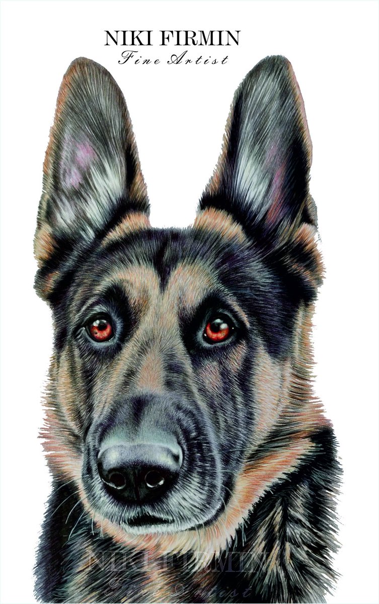 NikiFirmin's tweet image. Happy Wednesday all!

My latest gorgeous #gsd memory complete 🌈💙🐕‍🦺🐾x

#k9dogs #policedog #petportraitcommission #artist #artwork #memories