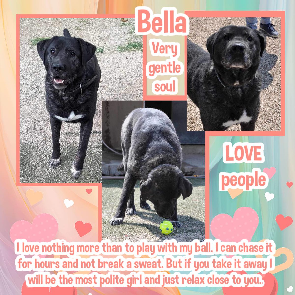 #forgottensoulshour BELLA's Shelter mum (otherwise known as Maya), 😊 says she is an adorable girl who behaves beautifully in the Shelter & on walks. What more could you ask? 😍 She loves her friends & her humans, but even more importantly she would love her very own home. Bella…