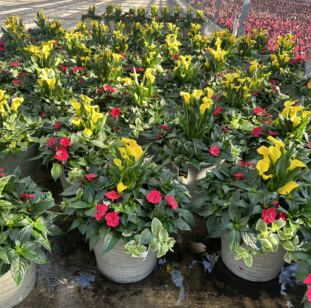 GCG Merchandising tweet media