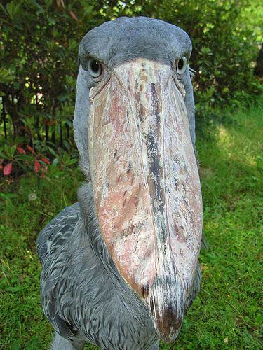 sneepsnorp3d's tweet photo. shoebill closely observing you https://t.co/FCYiFe2jNv