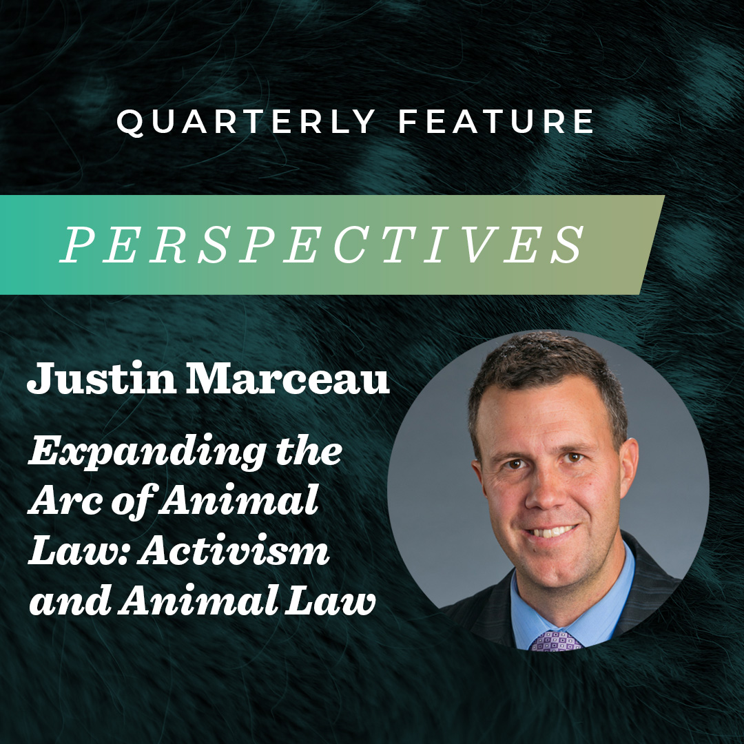 A new Perspectives column is available, “Expanding the Arc of Animal Law: Activism and Animal Law” by Justin Marceau.

To read the full column, visit: 
thebrooksinstitute.org/animal-law-dig…

#theBrooksInstitute #animallaw #animalpolicy #animalprotection #animallawandpolicy