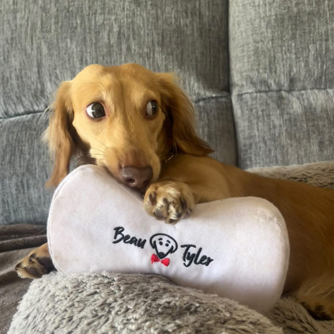 POV: When you're afraid someone’s gonna steal your BT swag! 😊

#beautyler #friendsofbeau #frankie #dogsoftwitter #newportri #laughlovelick