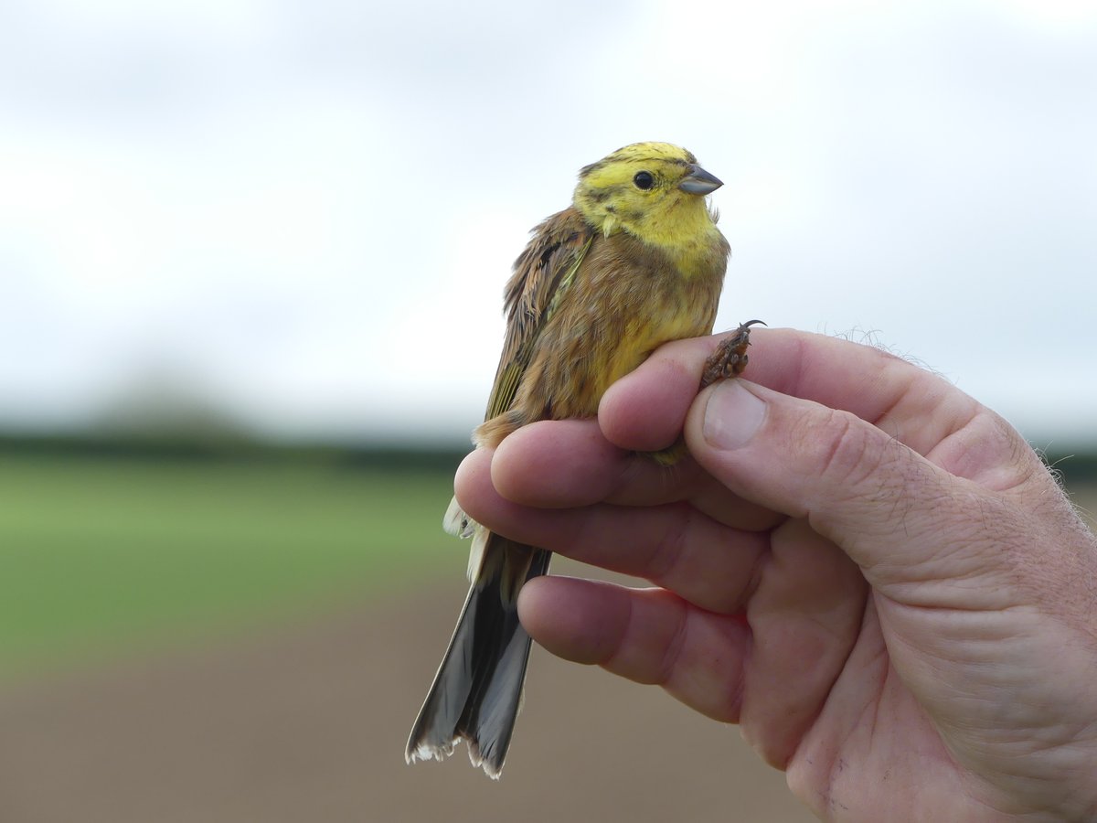 Monitoring a North Norfolk farm today brought 28 birds, 14 summer visitors, Lesser Whitethroat, 7 Chiffchaff and 6 Blackcap, and included 2 Yellowhammers. @NorfolkFWAG @northnorfolk_cg @_BTO