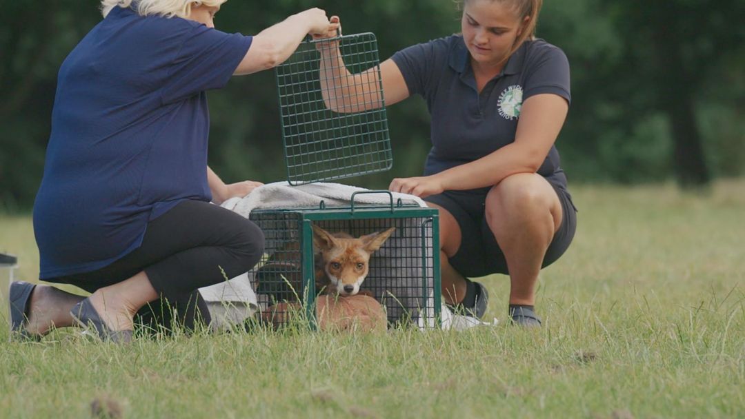 Well... episode one is over! From foxes to seals, it was certainly an emotional ride. What did you all think of it? 😃 - Please try and avoid spoilers for those who haven't seen it yet! - #C4WildlifeRescue