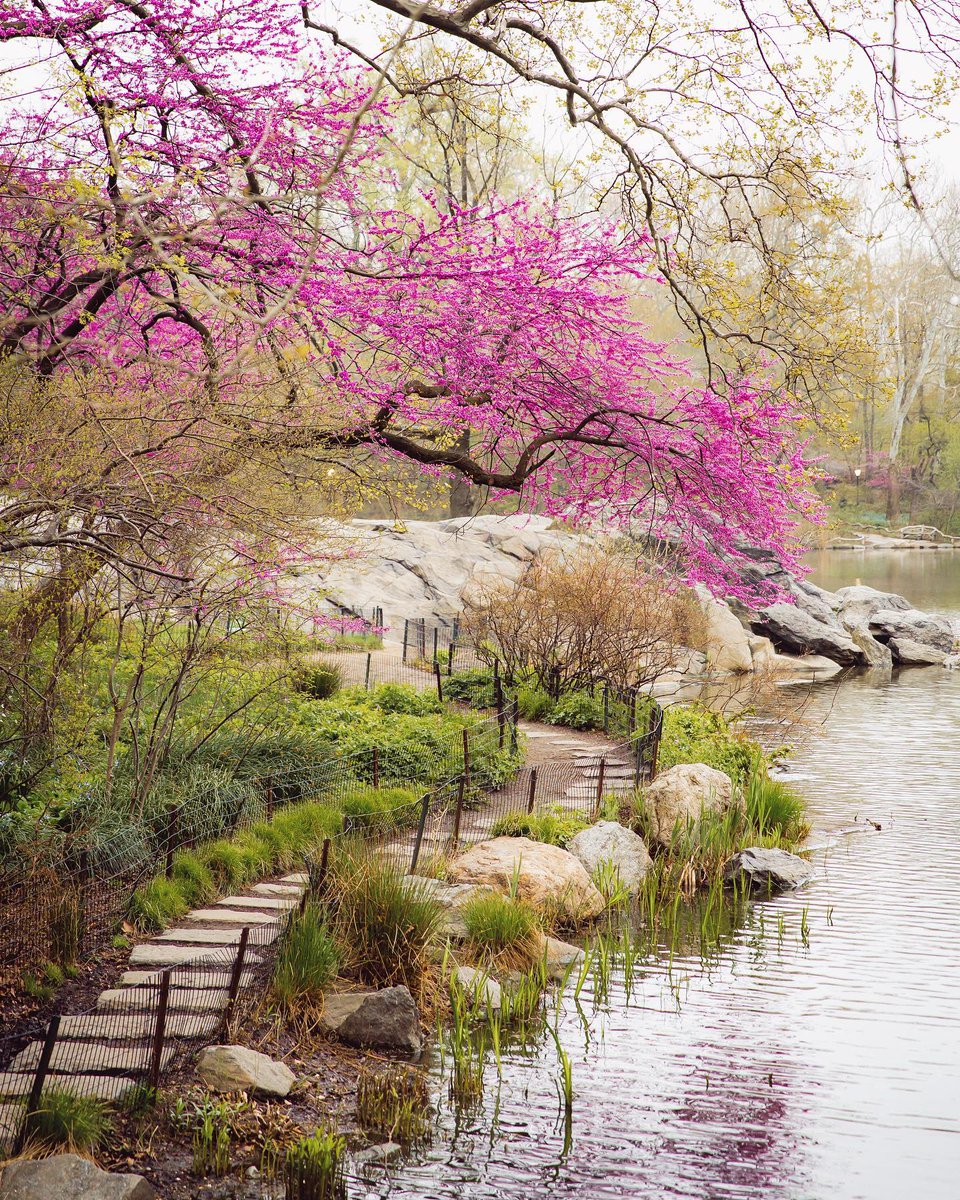 Spring has sprung! 🌸 Catch captivating cherry blossoms at parks, gardens & more across New York: bit.ly/4aZiSqL 1. 📸: @freshlycaught / 📍 Planting Fields Arboretum State Historic Park 2. 📸: @gmp3 / 📍 Central Park