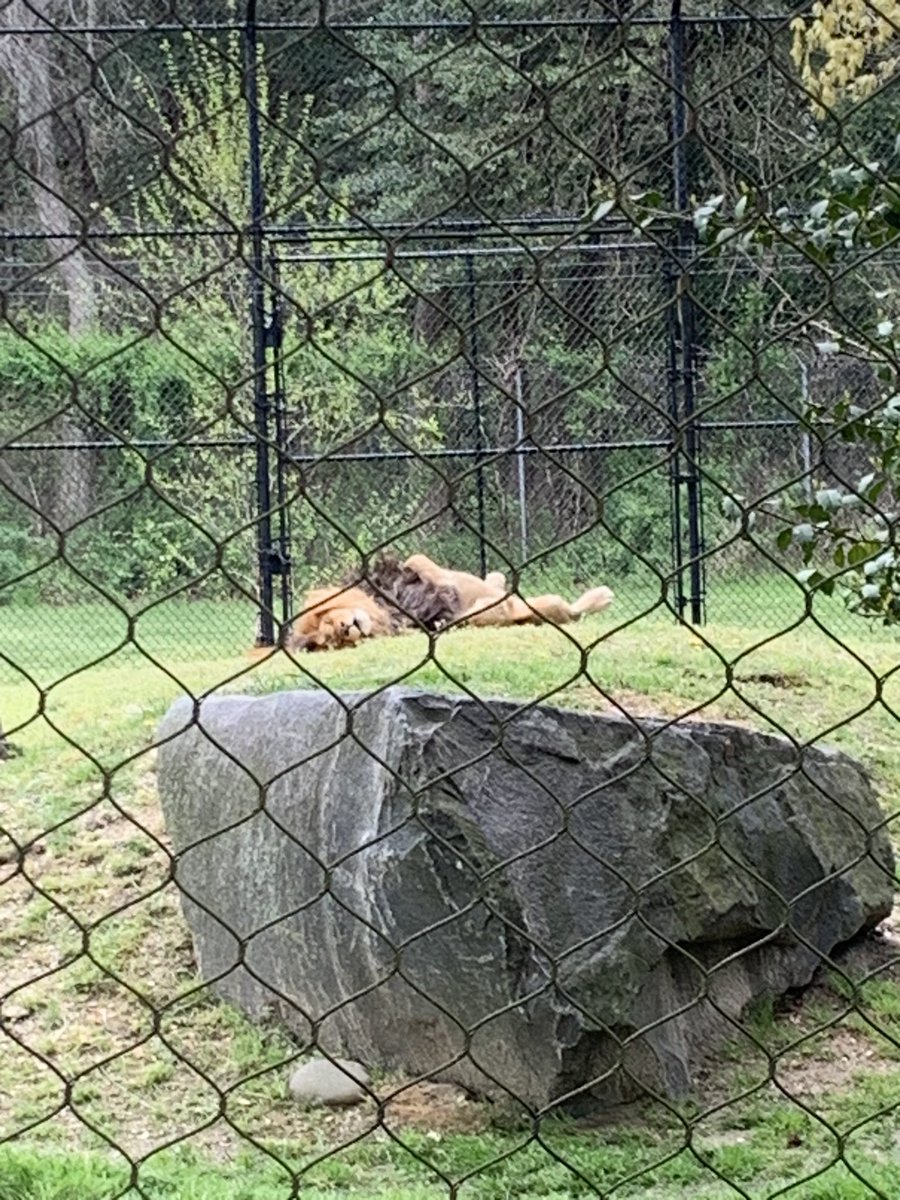 Great day at the Cape May Zoo!  🦒 🦁 🐻 🦓