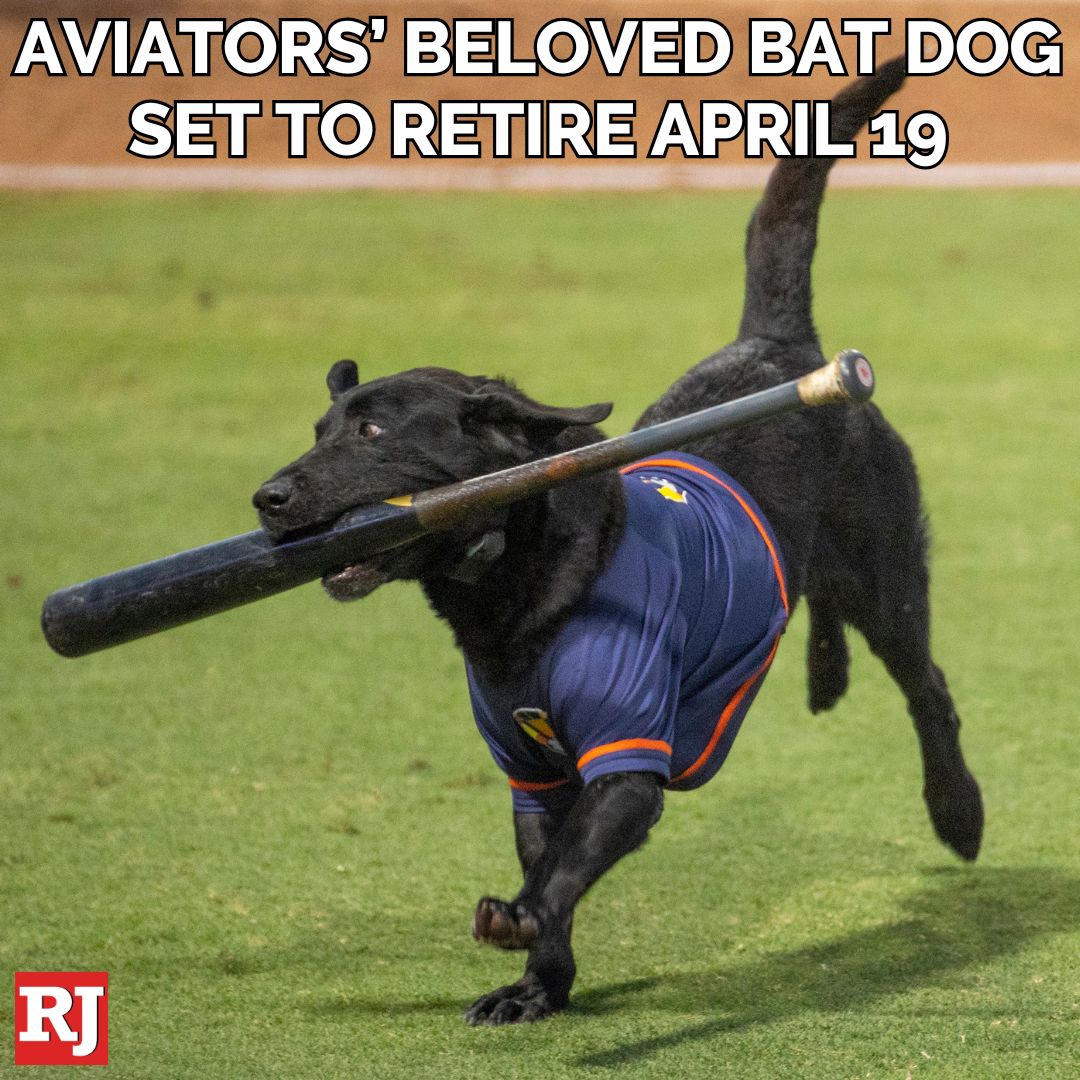 A fixture at @AviatorsLV games for several years now, Finn, the beloved bat-retrieving black Labrador who turns 12 next month, is set for his final game with the Triple-A team on Friday. STORY: tinyurl.com/4e6yyw62