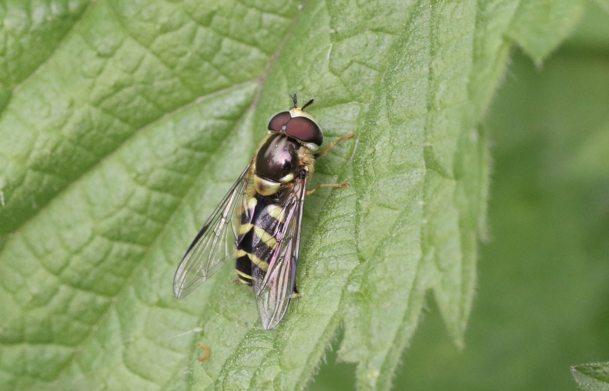 First Dasysyrphus albostriatus of the year for me and it’s a male. 17/04/24 Tamworth @DipteristsForum @StaffsWildlife @StaffsEcology #fly #Syrphidae #hoverfly #Diptera