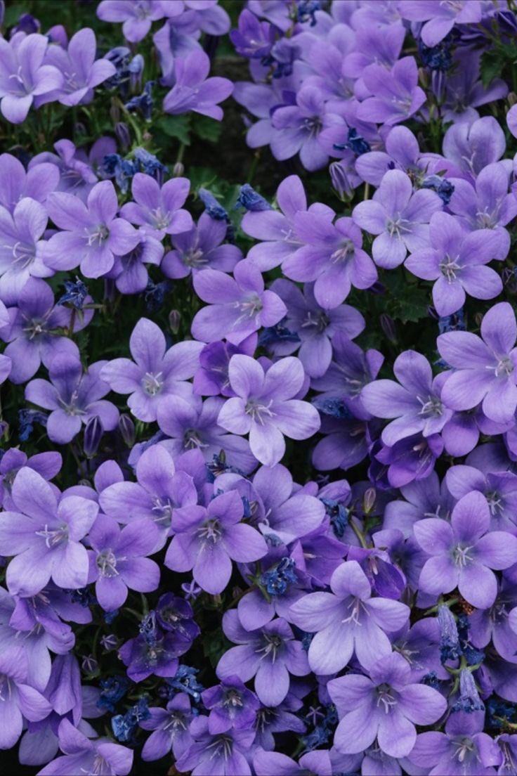 violet✧*｡ tweet media