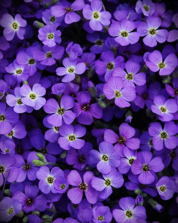 violet✧*｡ tweet media