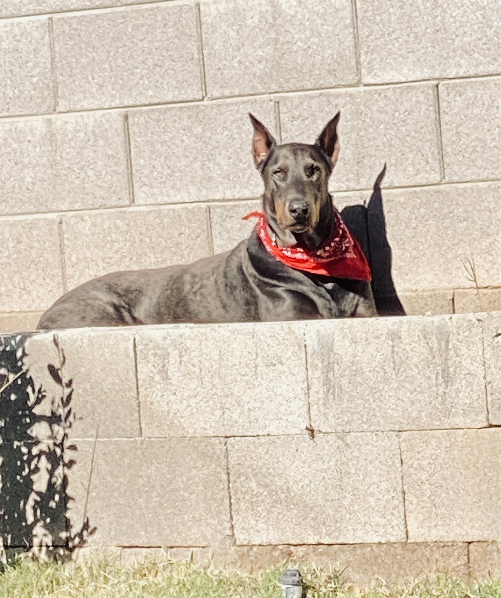 Sabrebluedobie's tweet photo. 🐾 Throwback to when Sabre joined the Bluedobie Developing team! 🩵 Look how ready he was! 🐕 When he wakes up from his afternoon nap, we may hear more from him. #ThrowbackThursday #TeamMascot #BlueDoberman #BluedobieDev https://t.co/q2RbJjdHUr