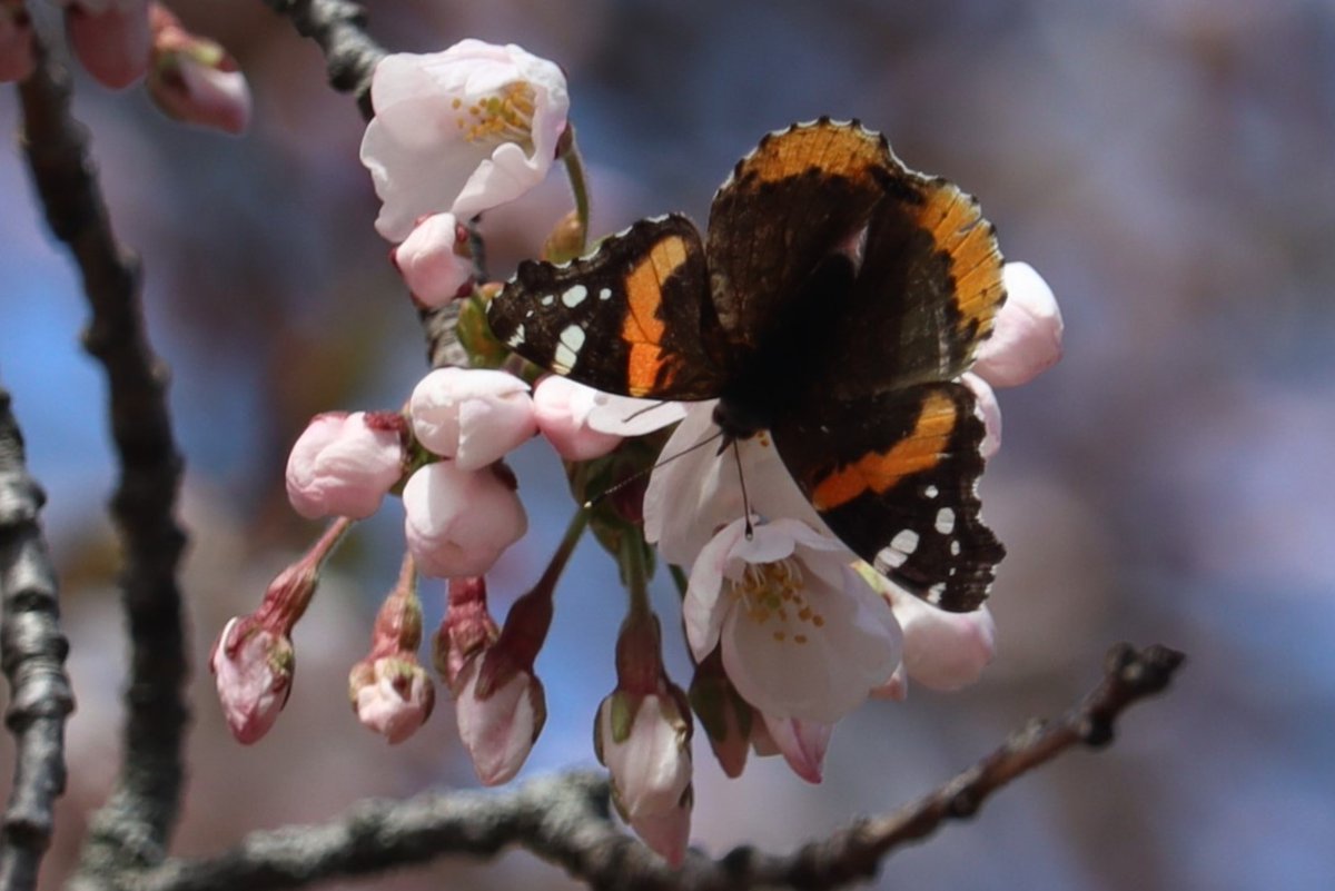 Besides all the human visitors to High Park, there are so many of our wild friends who also enjoy the cherry blossoms — like this admirable Red Admiral butterfly. 🌸🦋🌸 #HighPark #CherryBlossoms #Butterfly