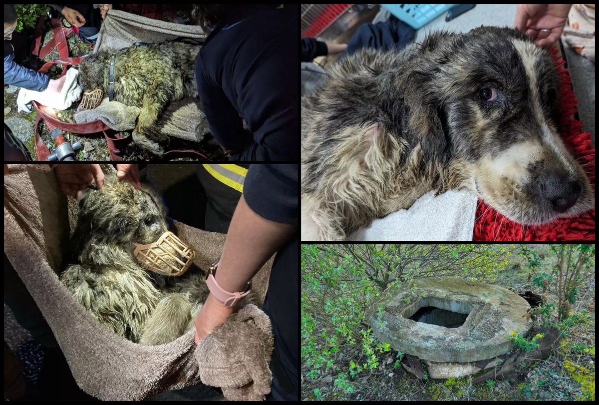 Please retweet to help FIND THE OWNER OF THIS DOG RSPCA Appeal ‼️ | #StocktononTees #COUNTYDURHAM owner of dog rescued from 15ft-deep concrete shaft sought. 
The grey and white dog, nicknamed Badger, was hauled from the hole in a heart-warming rescue mission by RSPCA officers,