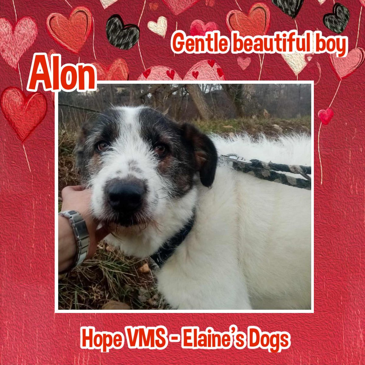 #forgottensoulshour 8yo ALON has been at the Shelter almost his entire life. He's a big lad who was rescued as a small baby with his brothers from a dangerous location. Back then in 2016 they felt what cruelty means from people who kicked them & called the dog catchers. Alon was
