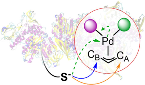 Today in @Orgmet_ACS, model molecular systems studied in silico give insight into the interaction between antitumor palladium complexes and target (seleno)cysteines. See the article from @_LauraOrian and colleagues pubs.acs.org/doi/10.1021/ac… @ThomasScattoli1 @UniPadova @CaFoscari