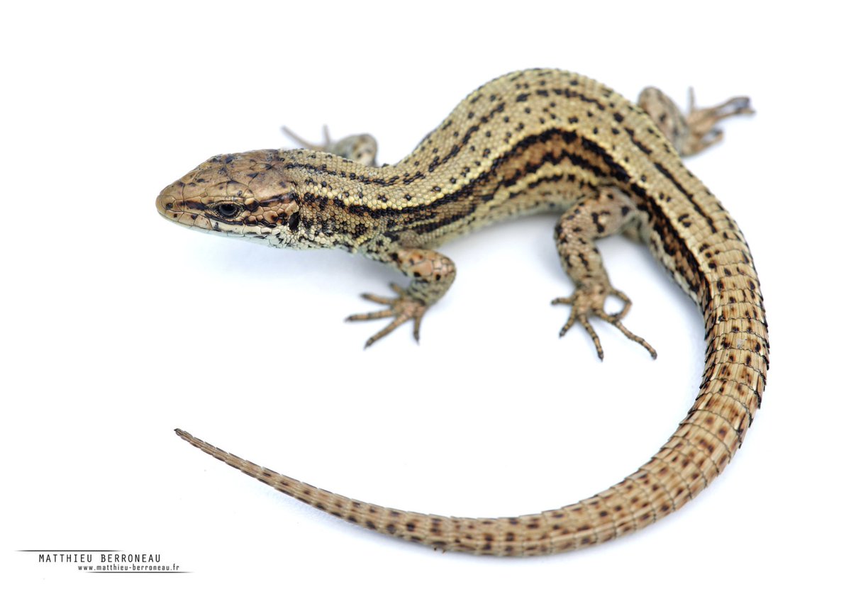 Olivier Lourdais tweet media