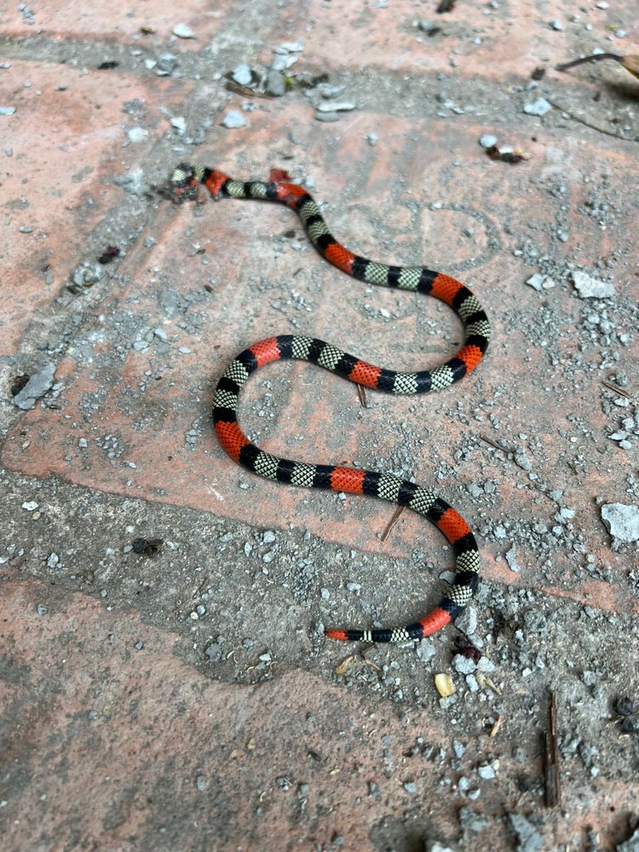 Esta coral apareció en una casa en la urbanización Los Chorros, en Caracas. Me dicen que para este tipo de culebras no hay antídoto. Para que estén pendientes. Ha debido bajar con el incendio del Ávila.