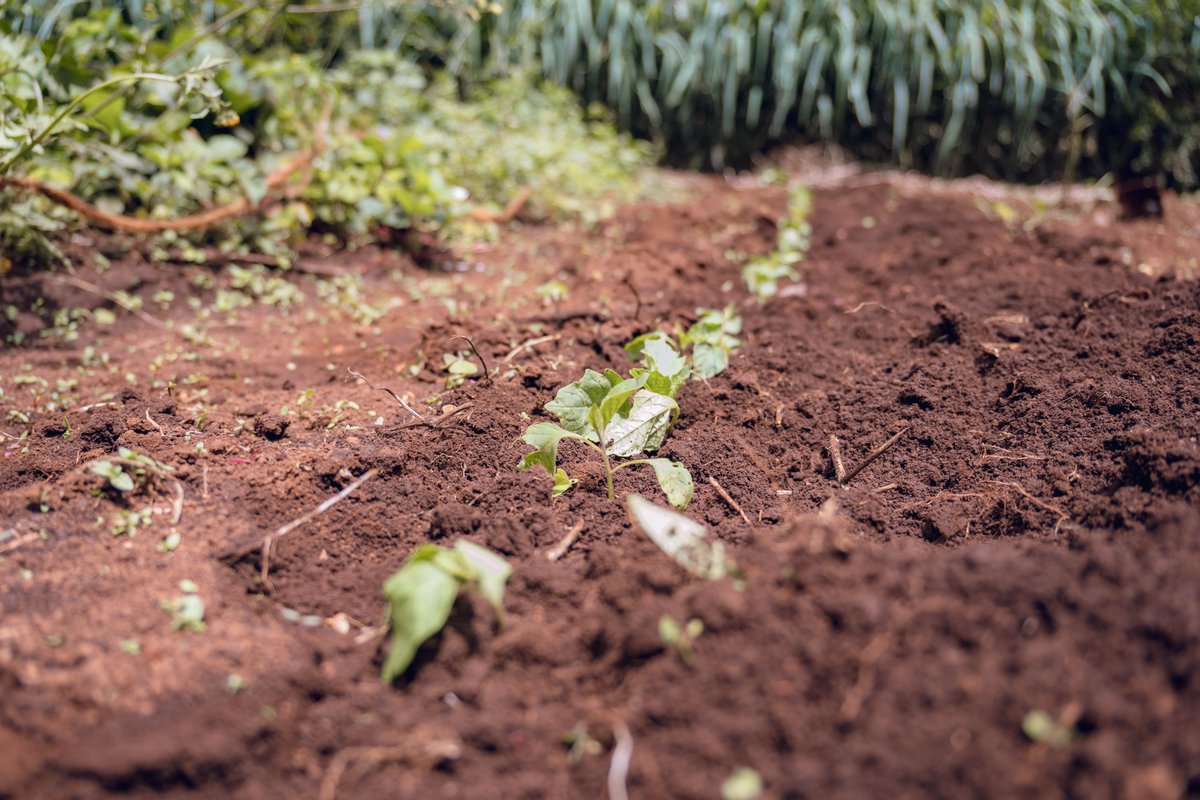 Transplant Day:
☘️ Managu / Isoik / NightShade on our veggie garden

We planted using @YaraKenya @yara  MiCrop+ Horticulture

#AgribusinessTalk254
#MboleaNiYara