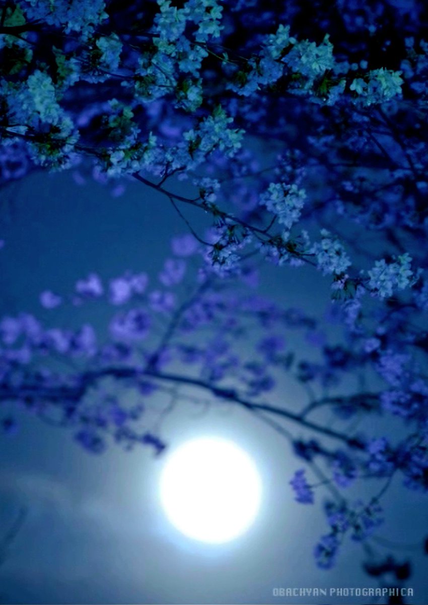 Under its splendor I find Traces of you💙 Good Night ✨️🌙