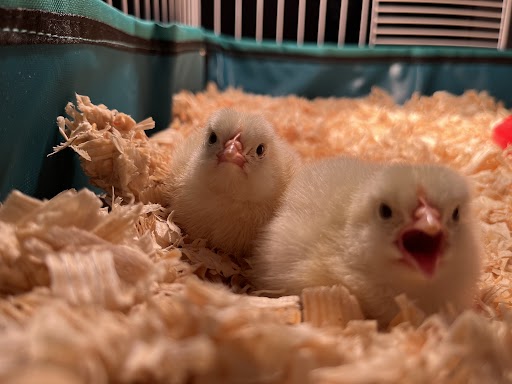 Introducing Percy & Flossie! 🐥🐥 These names pay tribute to Percy Lavon Julian, the American researcher and chemist, and Flossie Wong-Staal, the American virologist and molecular biologist. 🔬 Percy & Flossie are part of our #elementaryscience curriculum team's incubator test.