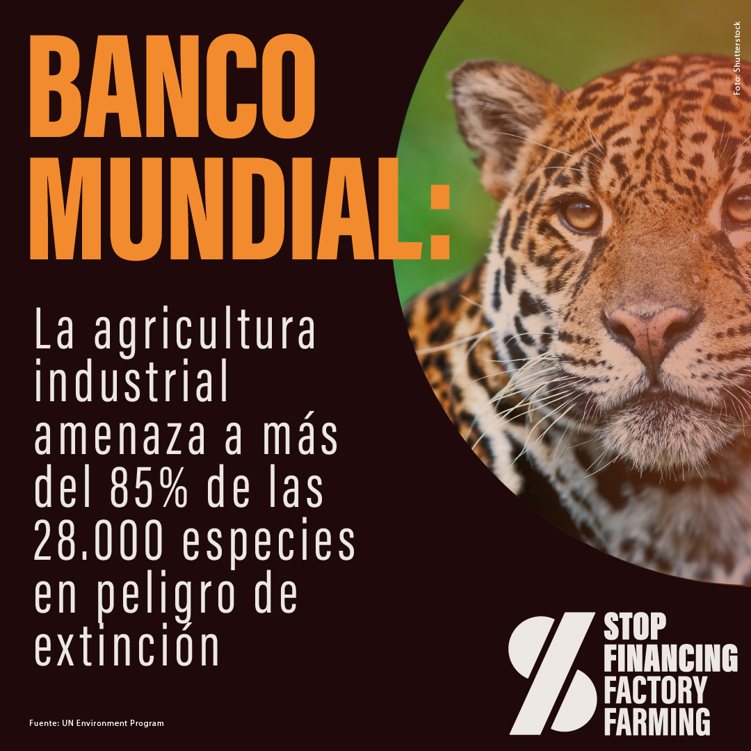 ¡Basta de fondos públicos para las granjas industriales! Esta industria es responsable de:⁣
-Deforestar y desplazar la vida silvestre⁣
-Crueldad animal a escala industrial ⁣
-Amenazar la seguridad alimentaria⁣
-Desplazar a pequeños productores⁣
-Amenazar la salud pública⁣▼