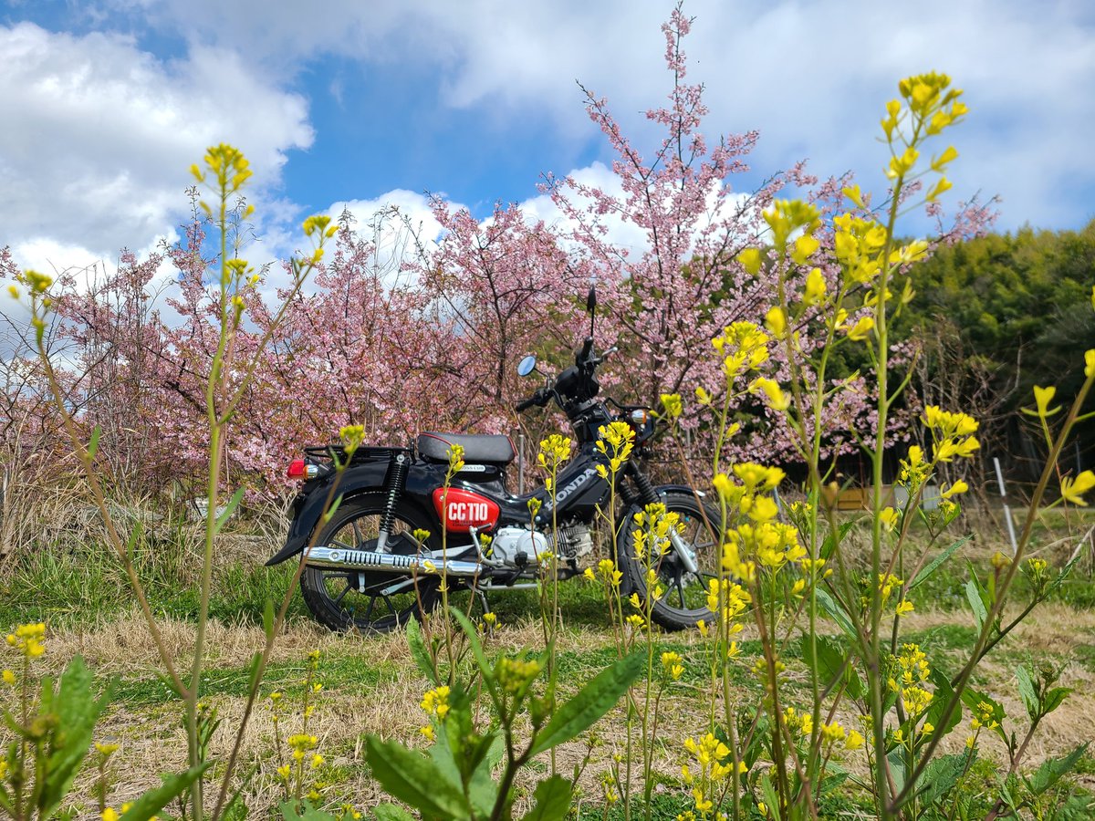 3月2日、菜の花と河津桜🌸