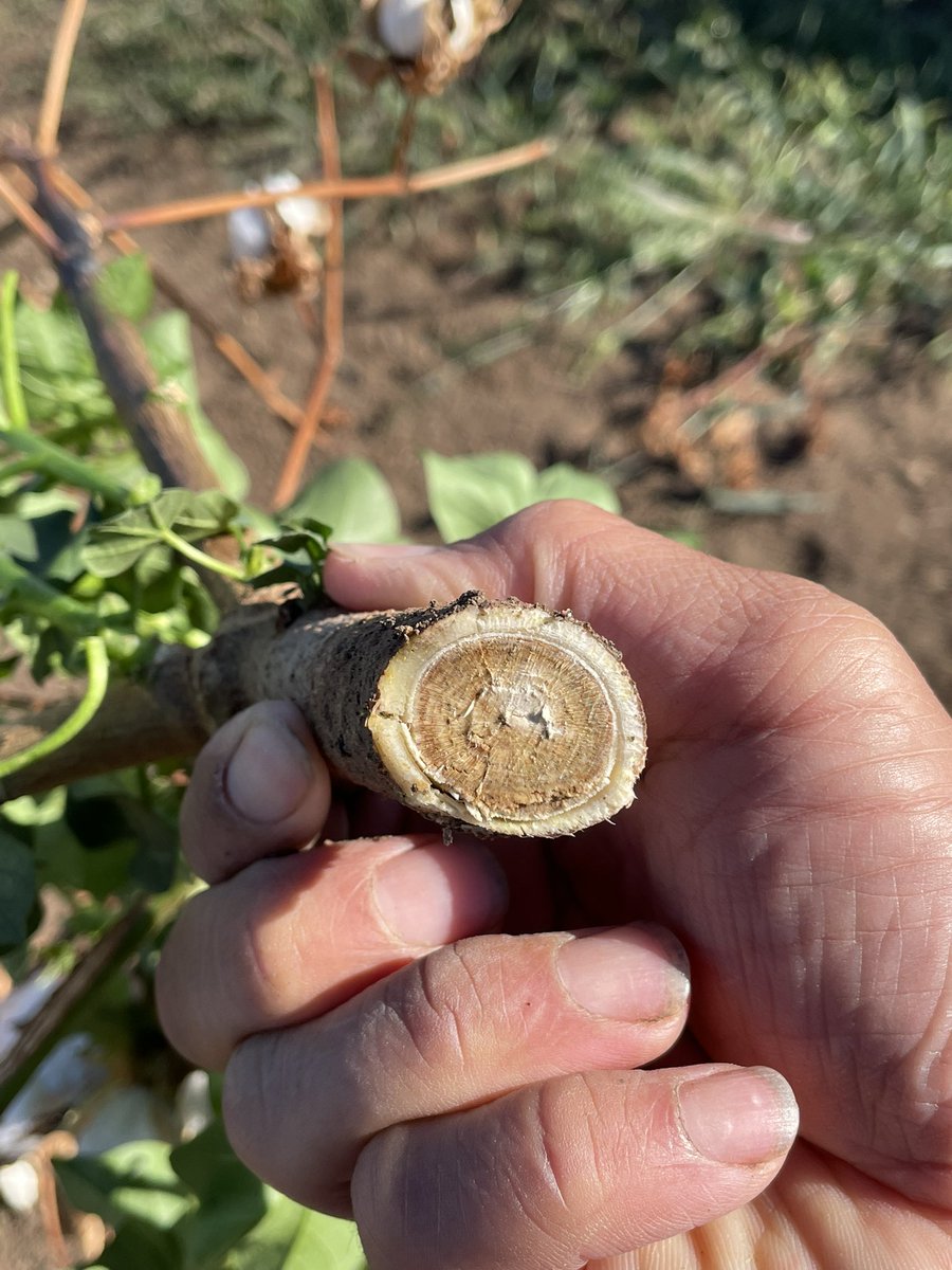 Concerning over a single detection of a diseased plant? 
Depend!
A bunchy top plant may vanish the next season if there is no aphid vector
A #Fusarium plant may be of significance, especially in virgin fields as the biomass go back to the ground, build inoculum up. It’s a start??