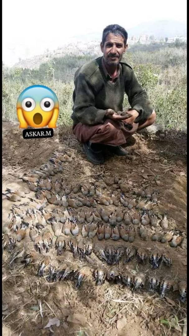 وضع المبيد  🚱🚱🚱🚱🚱
حق القات  أثناء سقيه وشربت الطيور منه وماتت مباشرة ..
لذلك تجد أنتشار كثير من الأمراض الفتاكة عندنا مثل تليف الكبد والسرطان والسبب هذه السموم التي في القات فلا تلقوا باأيديكم إلى التهلكة يامخزنين  والذي يتربح من القات بهذه السموم وهو يعلم أنها سموم قاتلة