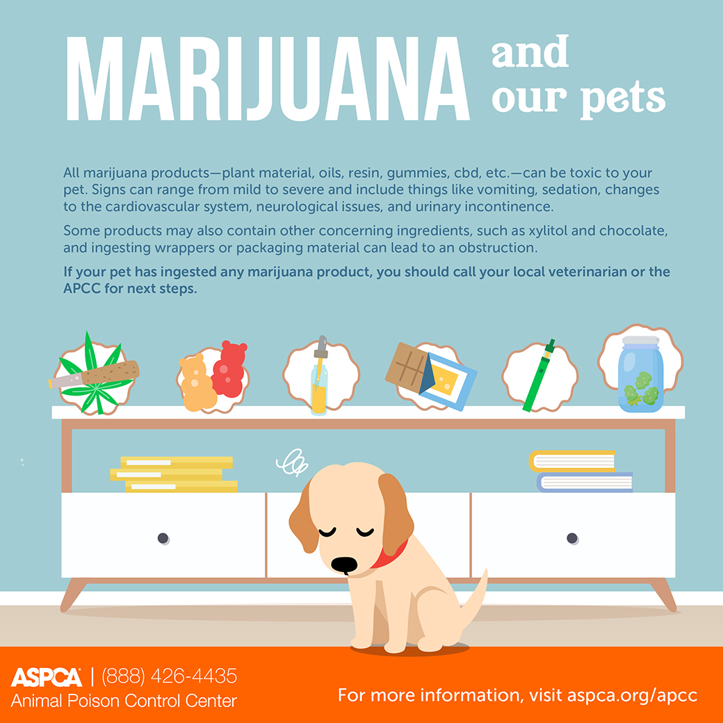 As we near 4/20, here's a friendly reminder: ALL marijuana products can endanger your pets' health. Let's stay cautious! The ASPCA Animal Poison Control Center is ready to equip you with the information you need to keep your pets safe. Visit bit.ly/49EMYPs to learn more.