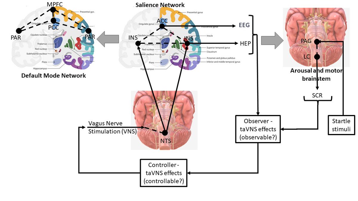 💡💡🚨Preprint online now! 🚨💡💡 Hypothesis paper with @NIRSlearn on use of #taVNS in #Functional Seizures #FND Thanks to @ncode_network and @EPSRC for funding our Preston workshop where the journey started. @JT_Running dx.doi.org/10.2139/ssrn.4…