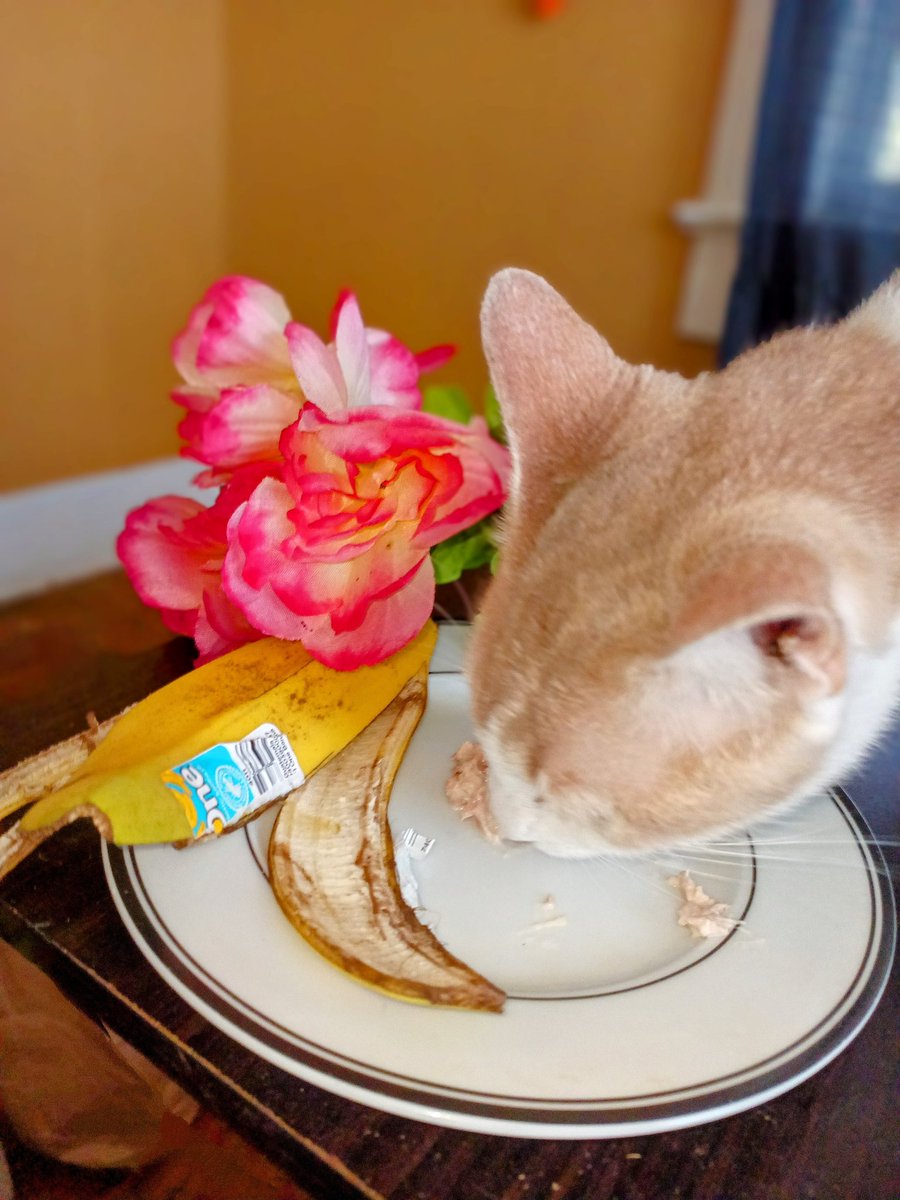 Day 17 Bananas Day 18 Animal Crackers Happy #ThrowbackThursday everyone here's me helping mom with her lunch she ate the banana and I ate the chicken now she's getting us some animal crackers 😁 #PostAFavPic4VioletApr24 #CatsofTwittter