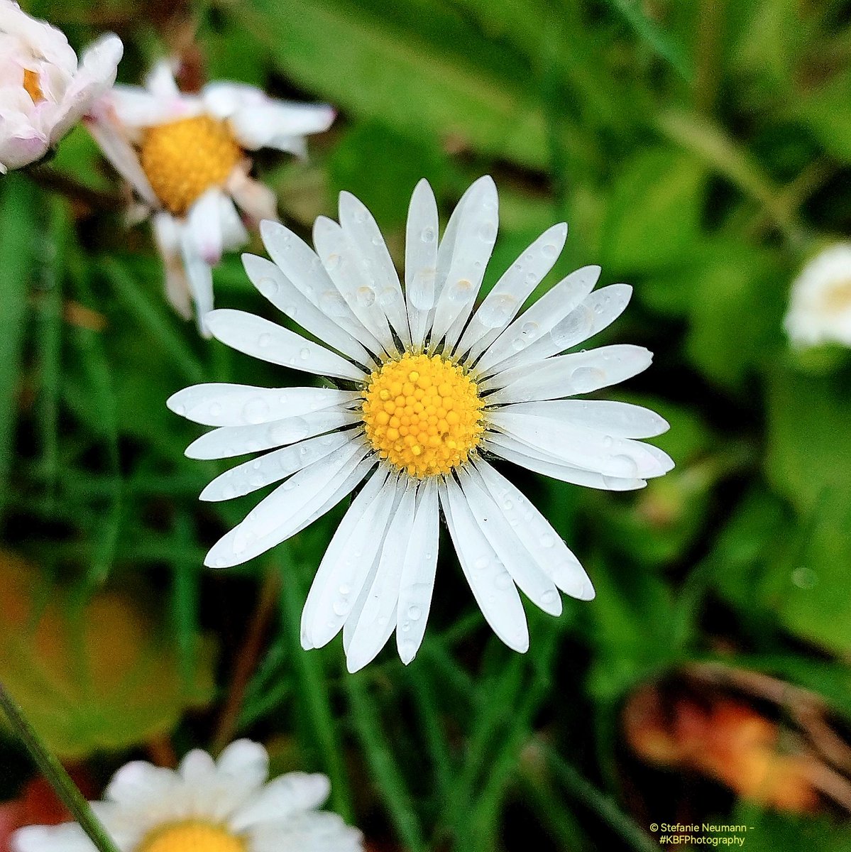 #3GoodThings 

1) Grateful for the people I connected with, today.
2) #KBFWalk back from an appointment.
3) It feels like things are getting better.

Yours?

#KBFPhotography #MobilePhonePhotography #Photography 
#KBFWotY #Spring #April 
#UrbanNature #BloomScrolling