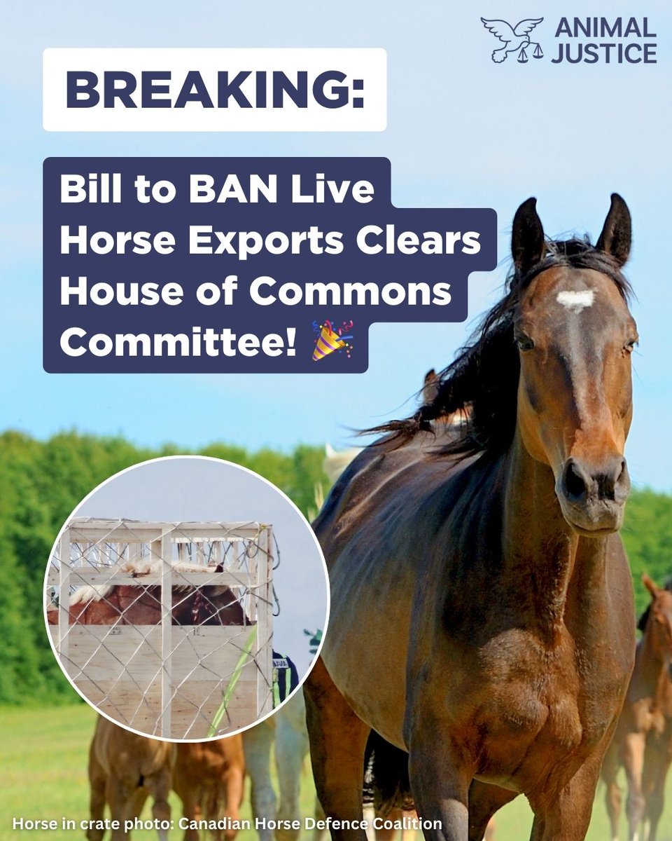 BREAKING: Bill #C355, which aims to end the live export of Canadian horses by air to Japan for slaughter, just passed the committee stage! 🐴🎉 

This important bill is one step closer to becoming law. Let’s keep up the momentum! #CdnPoli