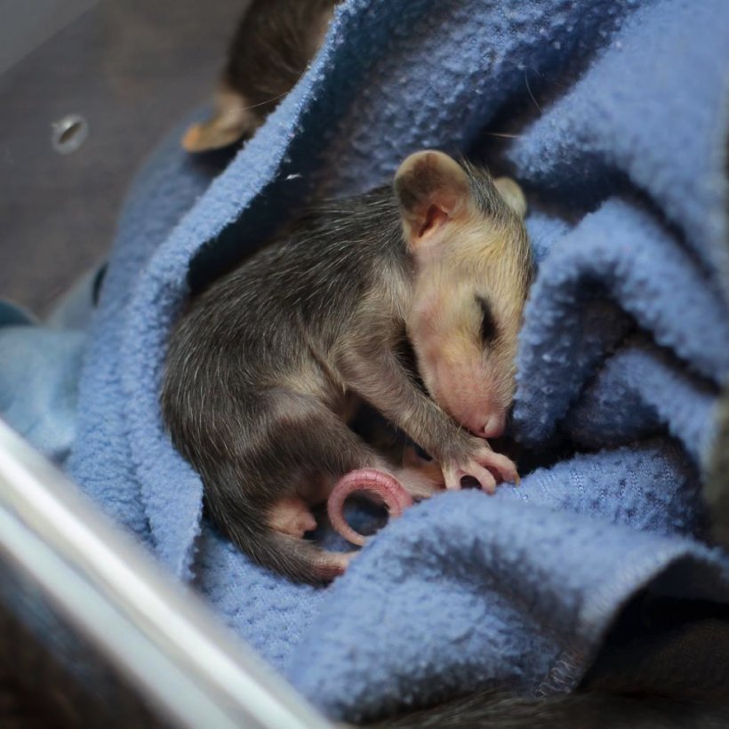 @AMAZlNGNATURE Opossums (Didelphis virginiana) are native to New York and are America’s only marsupial, raising their young in a perfectly designed pouch: it is warm and so well protected that even if the mother dies, the babies may not be harmed.But once they are removed from their pouch they…