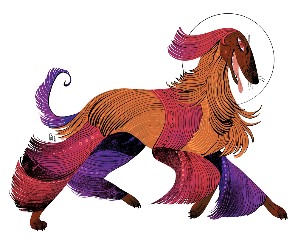 Afghan Hound