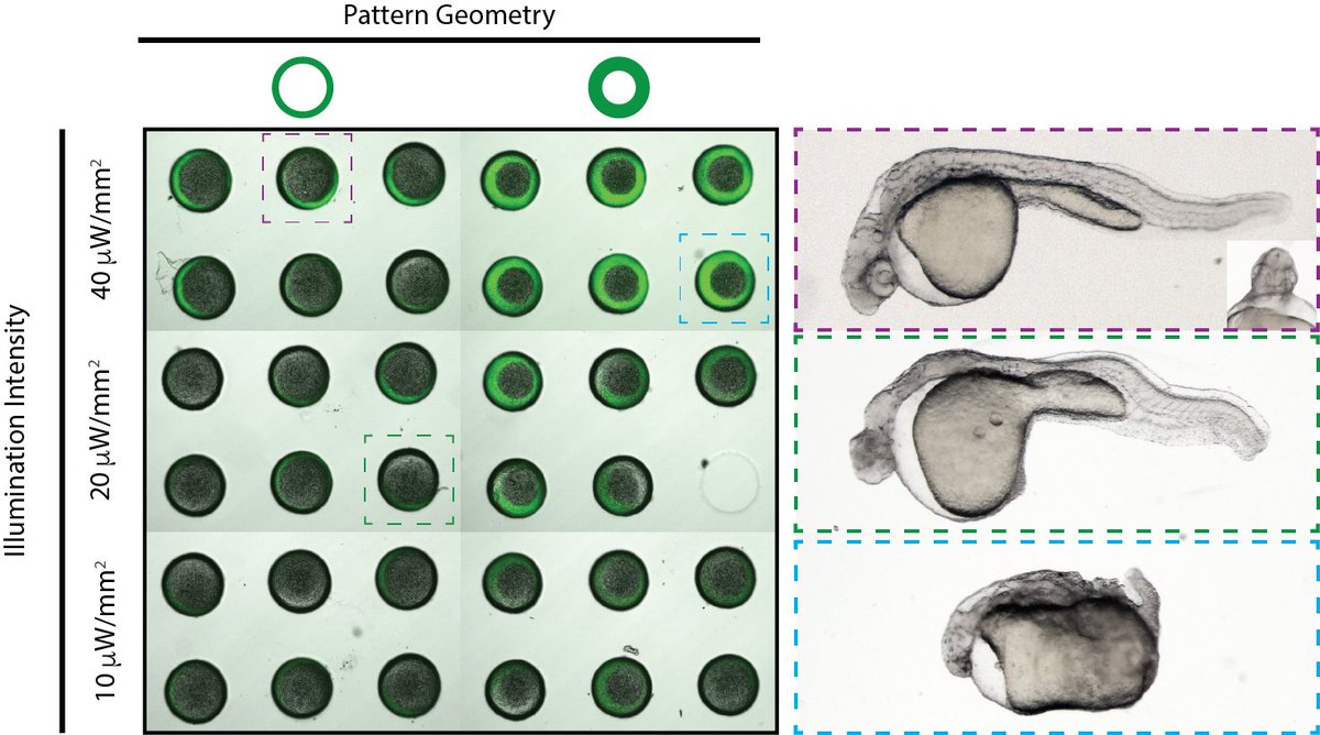 new results! We describe an optogenetic method to 'paint' patterns of morphogen signals in zebrafish embryos to guide their development. Preprint here:
biorxiv.org/content/10.110… 

Check out @LordLab_Pitt's explainer thread for the details!